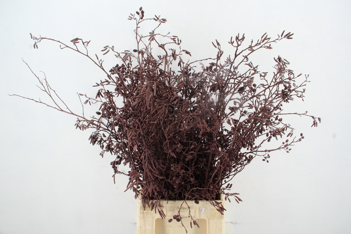 <h4>Elzenprop Metallic Bordeaux per bunch</h4>