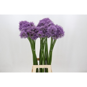 Allium Gladiator