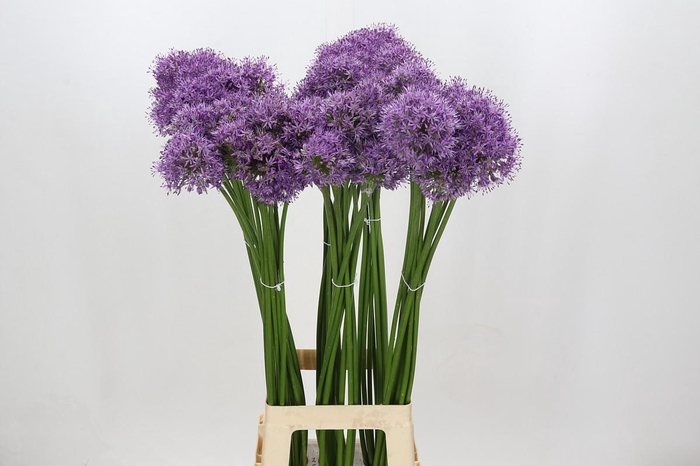 <h4>Allium Gladiator</h4>