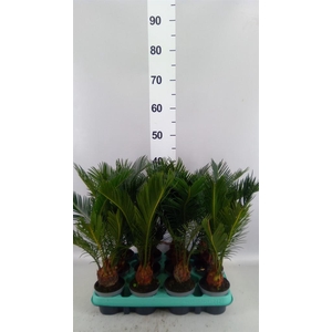 Cycas revoluta