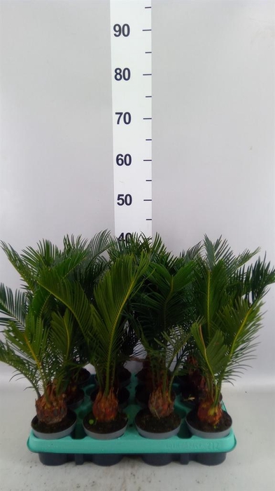 <h4>Cycas revoluta</h4>