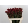 Leucadendron Blush Spray