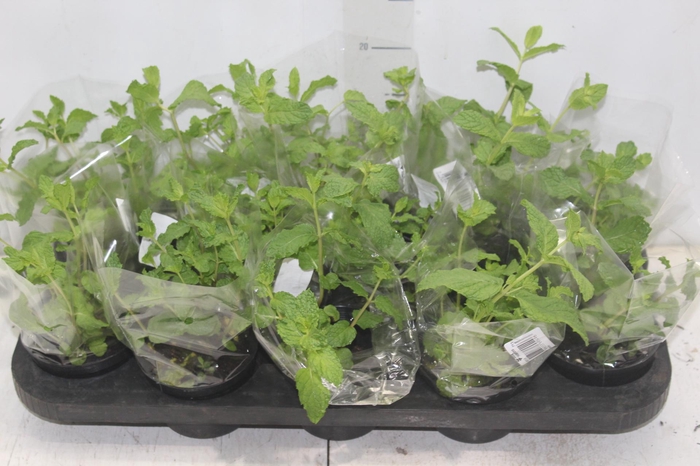 <h4>HORTELA P11</h4>