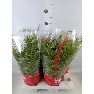 Aeschynanthus  'Green Star'