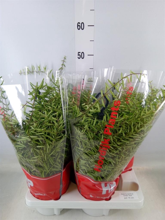 <h4>Aeschynanthus 'Green Star'</h4>