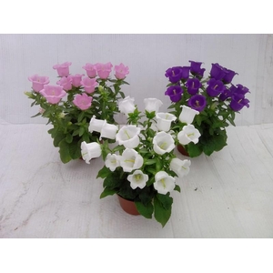 CAMPANULA MEDIUM P11 MIX