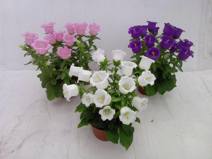 <h4>CAMPANULA MEDIUM P11 MIX</h4>