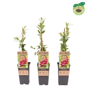 Vaccinium cor. 'Pink Lemonade', P15
