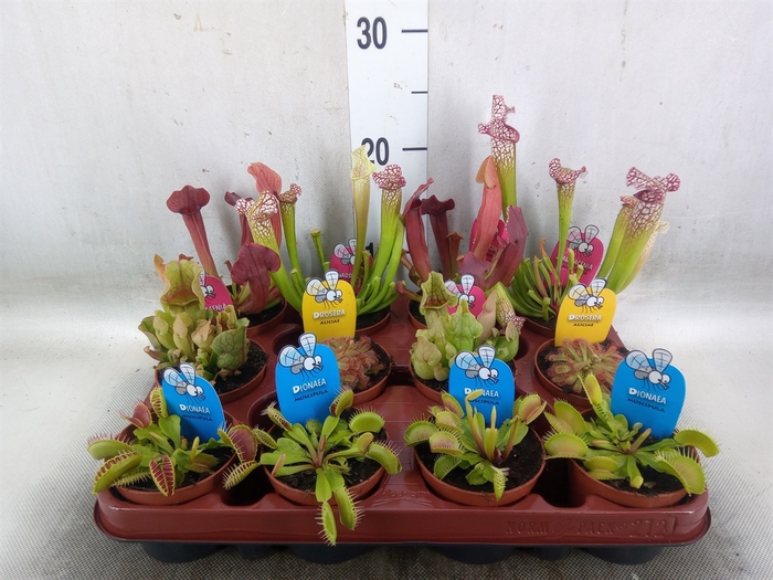 <h4>Vleesetende planten</h4>