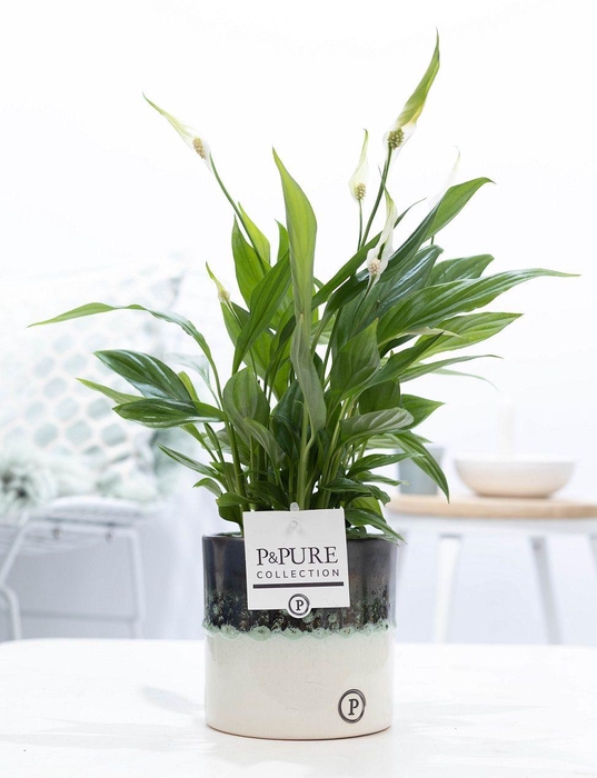 <h4>Spathiphyllum Korto P&PURE Illusion ceramics</h4>