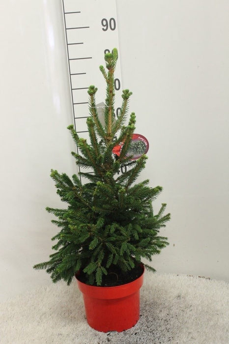 <h4>Picea abies 'Will's Zwerg'</h4>