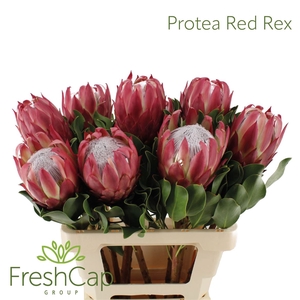 Protea Red Rex