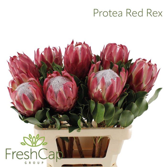 <h4>Protea Red Rex</h4>