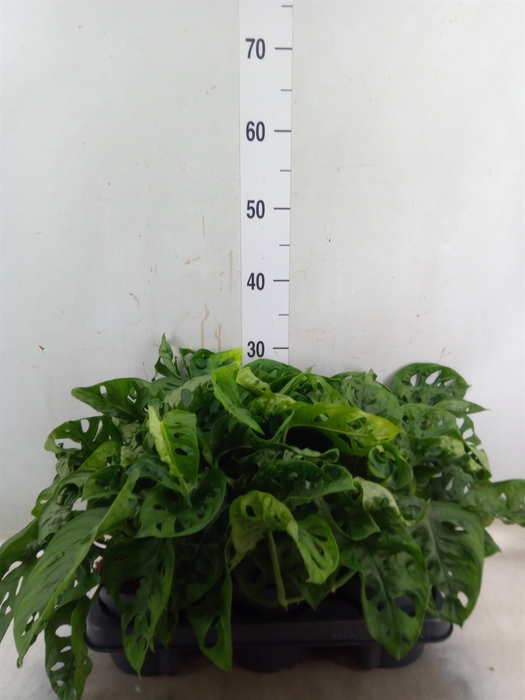 <h4>Monstera obliqua 'Monkey Mask'</h4>