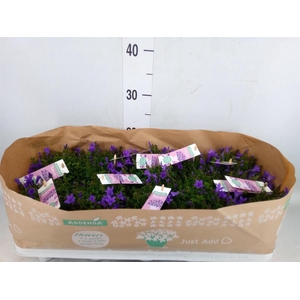 Campanula porten. 'Ambella In Prpl'