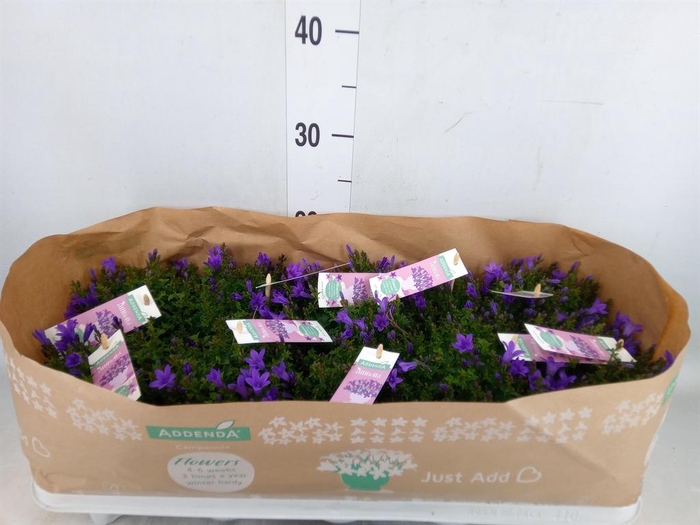 <h4>Campanula porten. 'Ambella In Prpl'</h4>