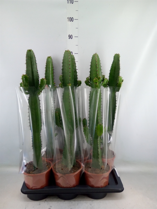 <h4>Euphorbia acrurensis</h4>