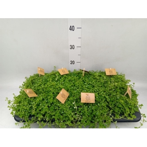 Pilea depressa