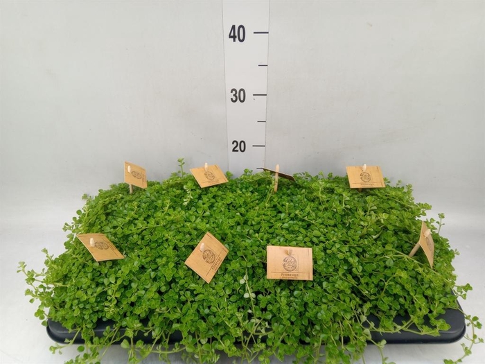 <h4>Pilea depressa</h4>