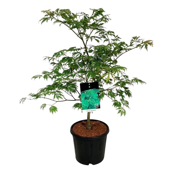 <h4>Acer japonicum 'Aconitifolium'</h4>