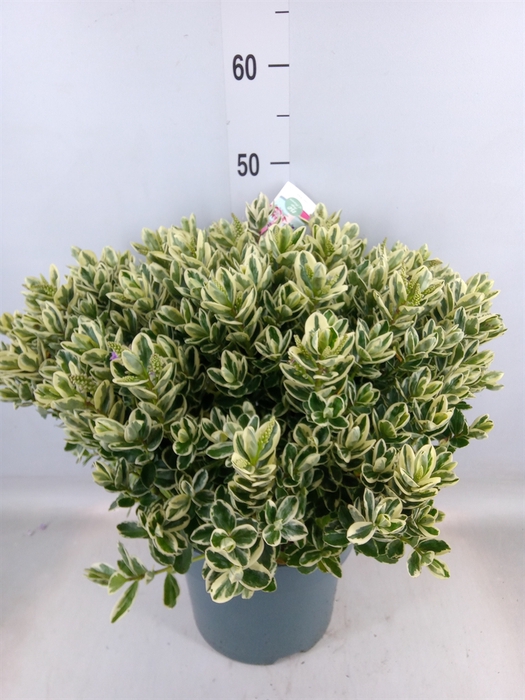 <h4>Hebe  'Addenda'   ...mix in pot</h4>