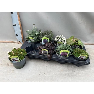 VASTE PLANT GEM 6 SO