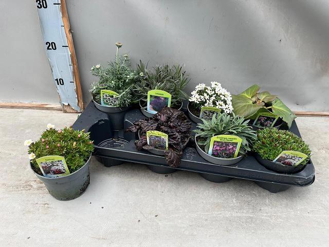 <h4>VASTE PLANT GEM 6 SO</h4>