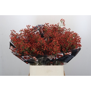 Rozenbottel Autumn Rosefruits