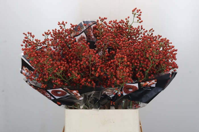 <h4>Rozenbottel Autumn Rosefruits</h4>