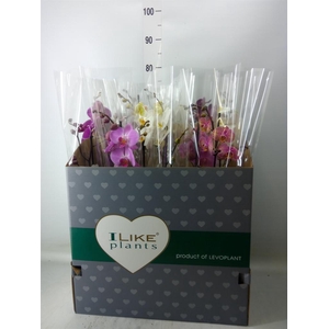 Phalaenopsis   ...mix