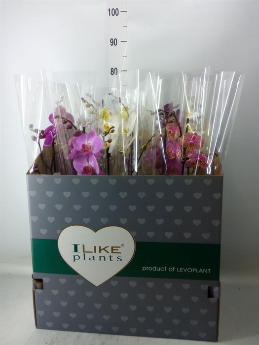 <h4>Phalaenopsis   ...mix</h4>