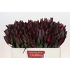 Leucadendron Saf Sunset Dark R.