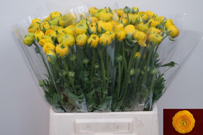 <h4>RAN EL YELLOW</h4>