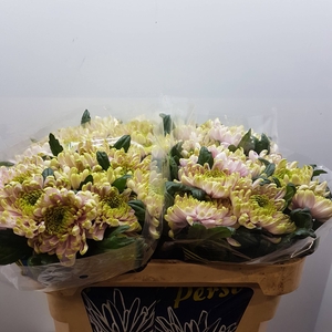 Chr G Rossano Charlotte