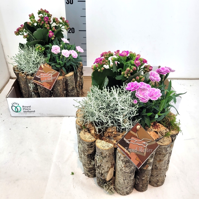<h4>ARR TUINPLANTEN</h4>