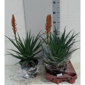 ALOE ARBORESCENS