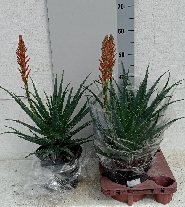 <h4>ALOE ARBORESCENS</h4>