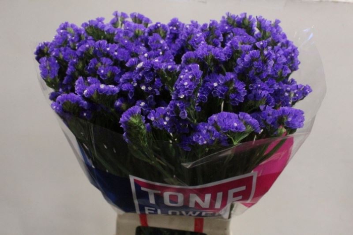 <h4>STAT CRYSTAL DARK BLUE 60 GR.</h4>