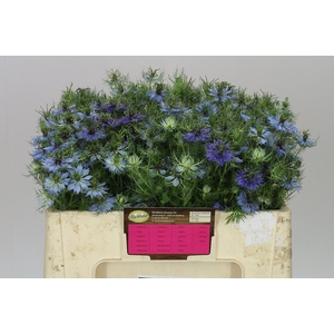Nigella D Artist Blue A2