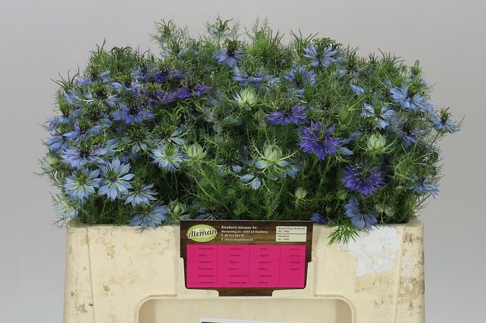 <h4>Nigella D Artist Blue A2</h4>