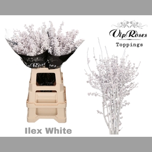 ILEX WHITE 80 cm