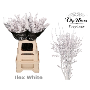 ILEX WHITE 80 cm