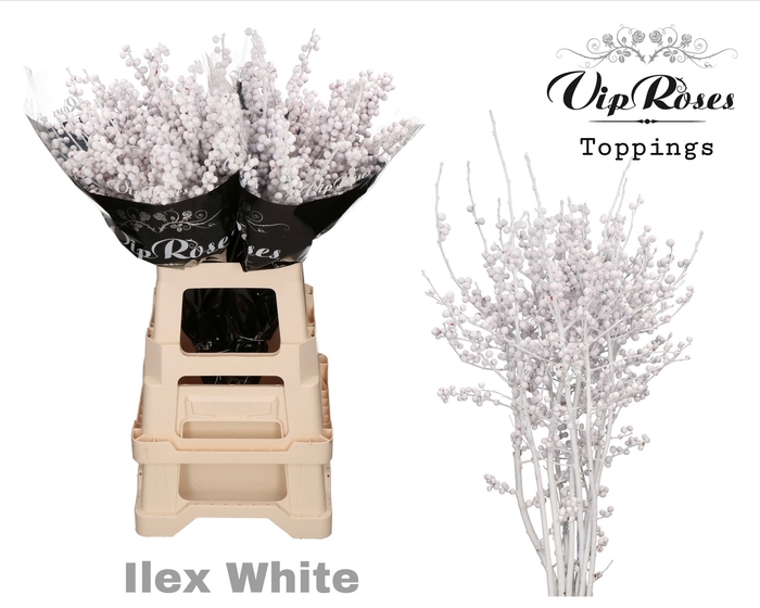 <h4>ILEX WHITE 70 cm</h4>