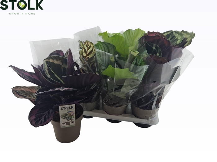 <h4>CALAT GEM 4 SRT</h4>