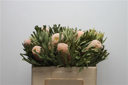 <h4>Banksia hookeriana</h4>