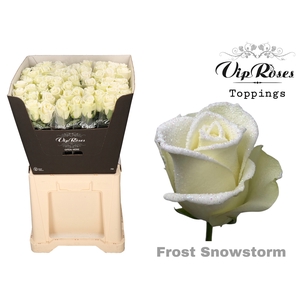 R Gr Vip Frost Snowstorm