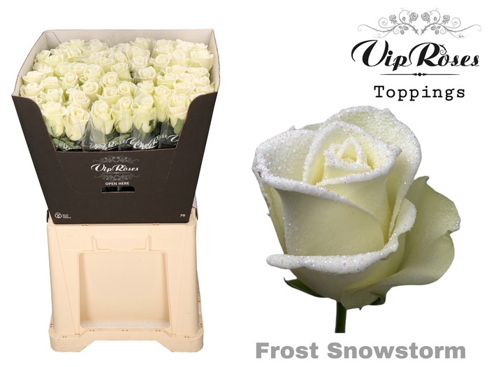 <h4>R GR FROST SNOWSTORM</h4>