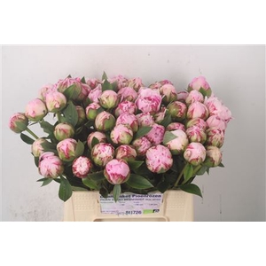 Paeo L Sarah Bernhard Pink