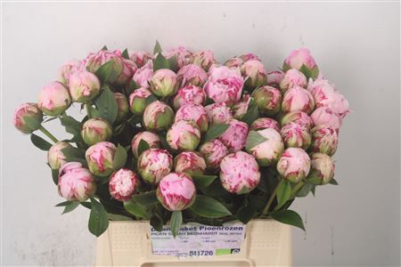 <h4>Paeo L Sarah Bernhard Pink</h4>