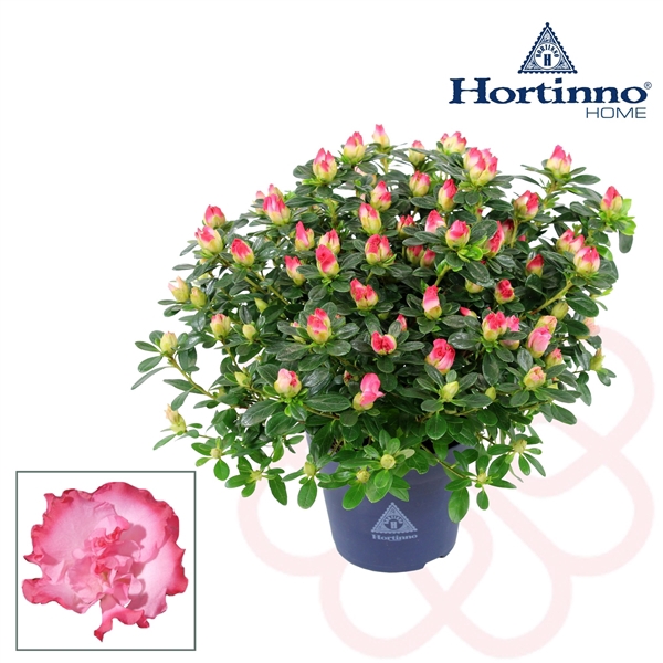 <h4>Hortinno® Home 'Primavera' 25 - 27 cm</h4>